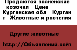 Продаются зааненские козочки › Цена ­ 2 000 - Курганская обл., Курган г. Животные и растения » Другие животные   
